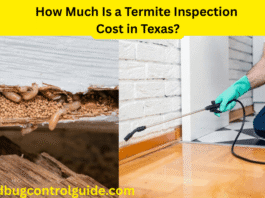How Much Is a Termite Inspection Cost in Texas 2025?