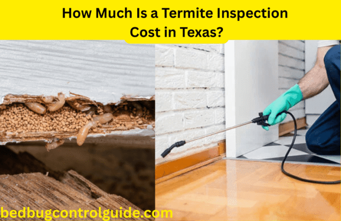 How Much Is a Termite Inspection Cost in Texas 2025?