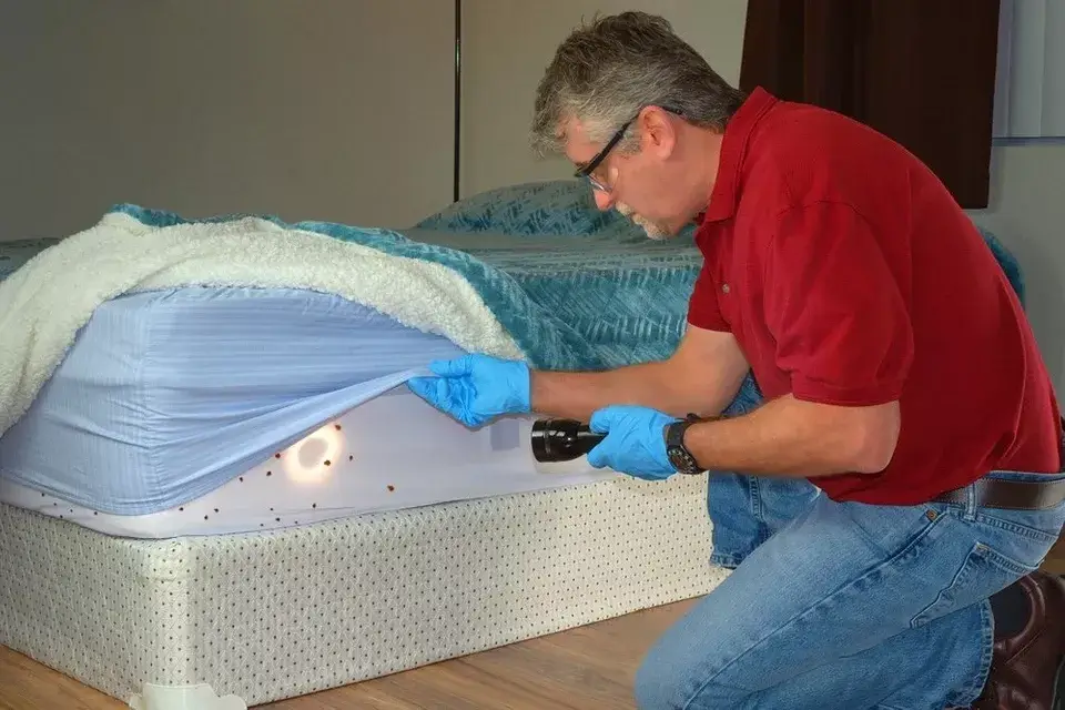 How to Check Your Mattress for Bed Bugs?