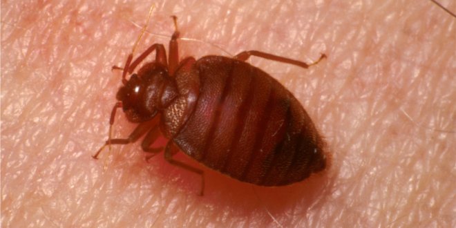 How to Confirm It's Bed Bugs?