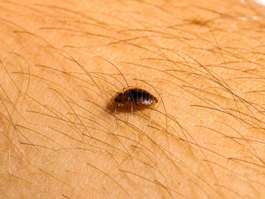 How to Confirm You Have Bed Bugs? Pest Control Guides