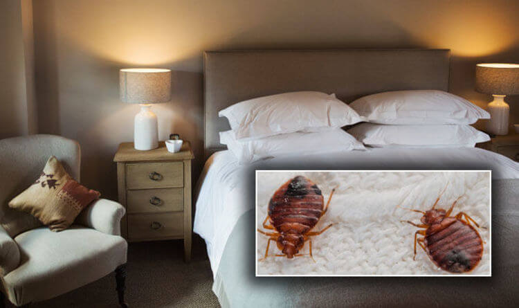 How to Control Bed Bugs Naturally in the House?