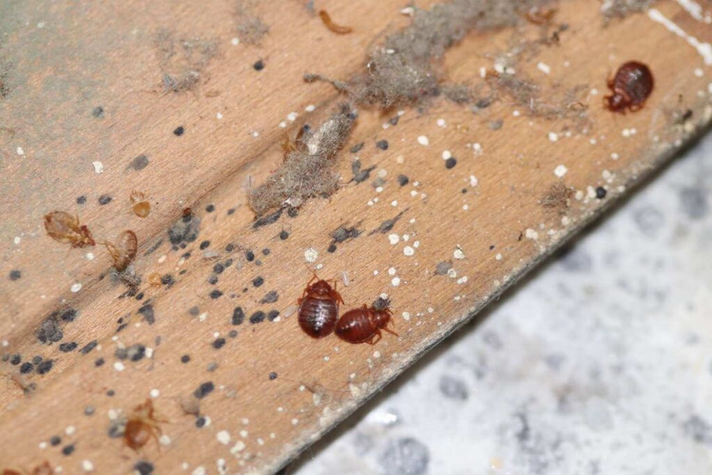 How to Get Rid of Bed Bugs?