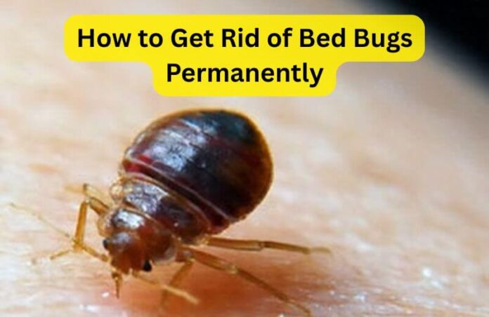 How to Get Rid of Bed Bugs Permanently in Home Naturally in 2025