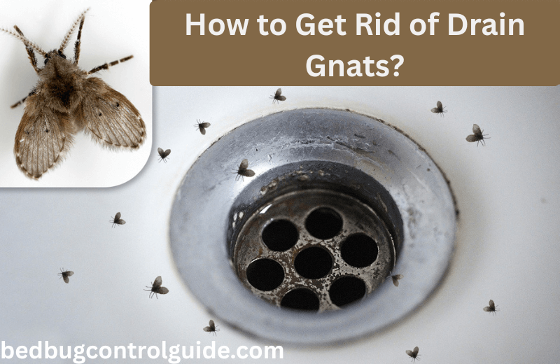 How to Get Rid of Drain Gnats