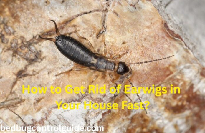 How to Get Rid of Earwigs in Your House Fast?