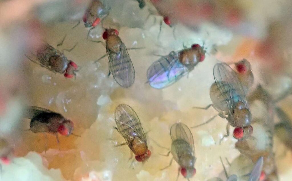 How to Get Rid of Fruit Flies in Your House?