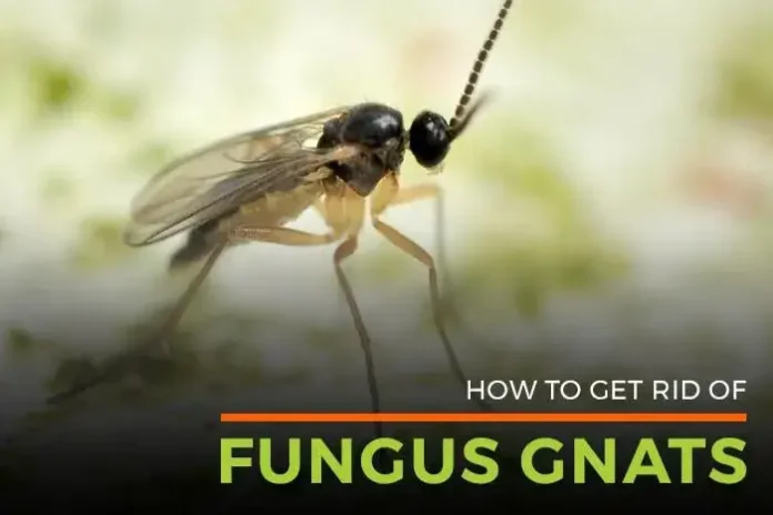 How to Get Rid of Fungus Gnats in the House Fast? Fungus Gnats Treatment Tips