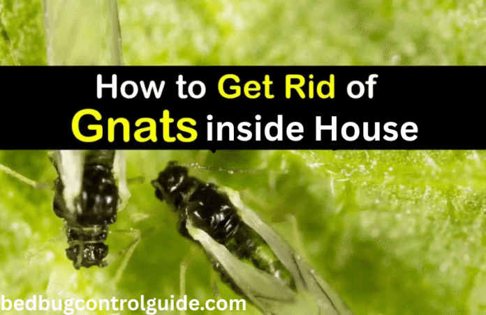 How to Get Rid of Gnats Inside the House Quickly? 2025 Step by Step Instruction