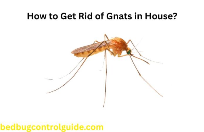 How to Get Rid of Gnats in House Quickly? 12 Ways in 2025