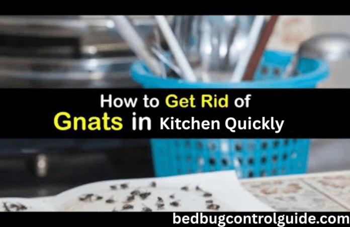 How to Get Rid of Gnats in Kitchen Quickly? 15 Easy Ways to Get Rid in 2025