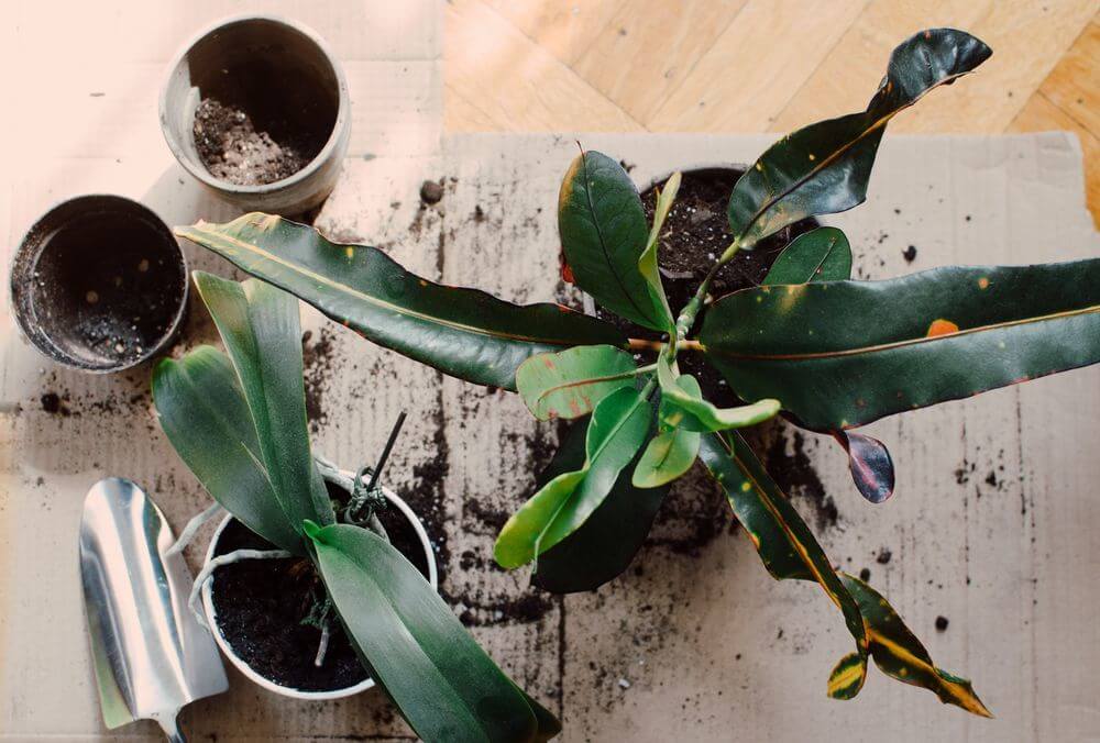 How to Get Rid of Gnats in Plants Naturally?