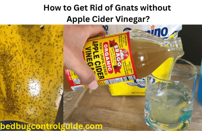 How to Get Rid of Gnats without Apple Cider Vinegar?