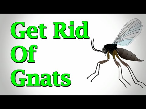 Easy Ways to Get Rid of Gnats in 2025