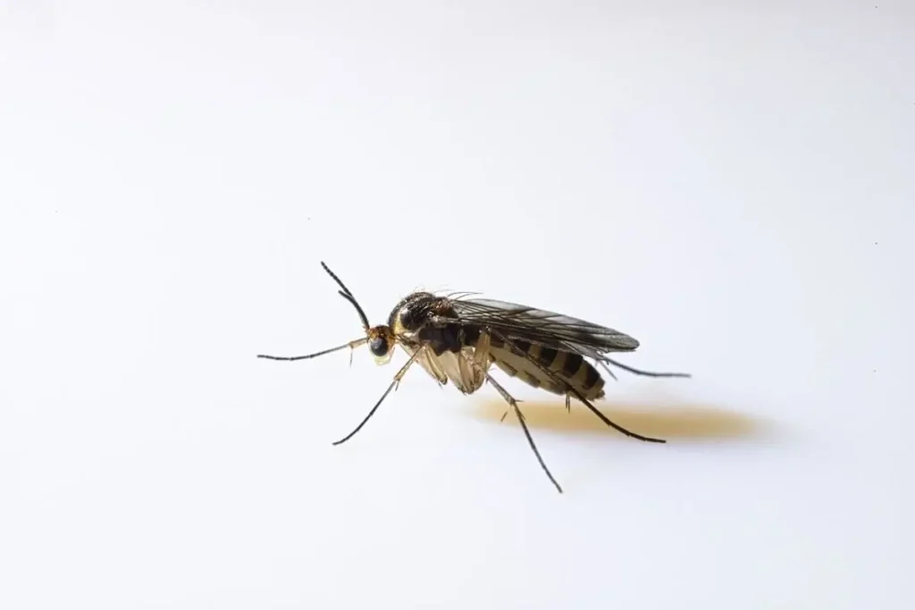 15 Easy Ways to Get Rid of Kitchen Gnats? How to Get Rid of Kitchen Gnats