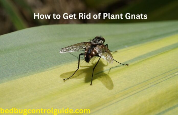 How to Get Rid of Plant Gnats Fast? Prevention and Treatment Tips