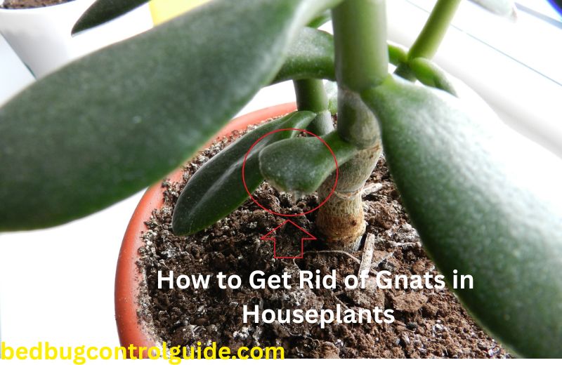 How to Get Rid of Plant Gnats in Houseplants?