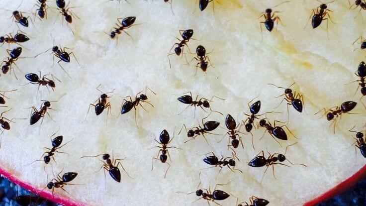 How to Get Rid of Sugar Ants in the House?