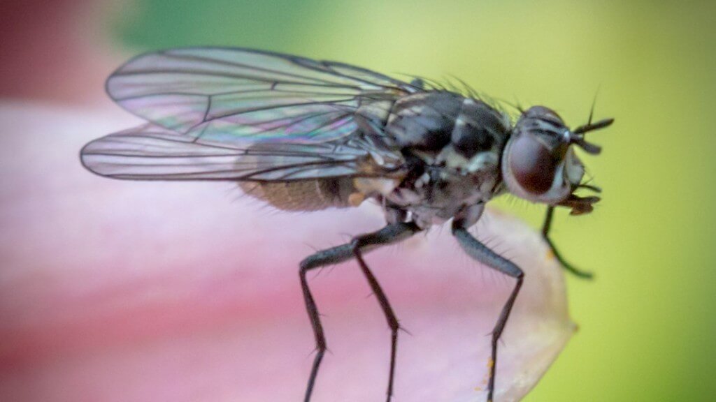 How to Identify Fruit Flies?
