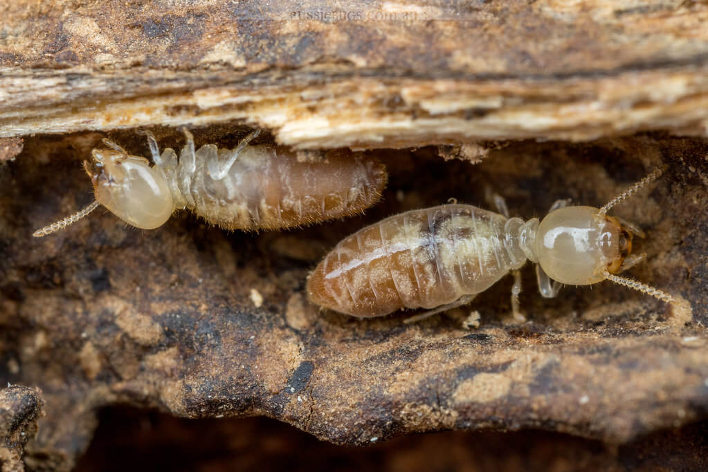 How to Identify Termites? Tips & Tricks