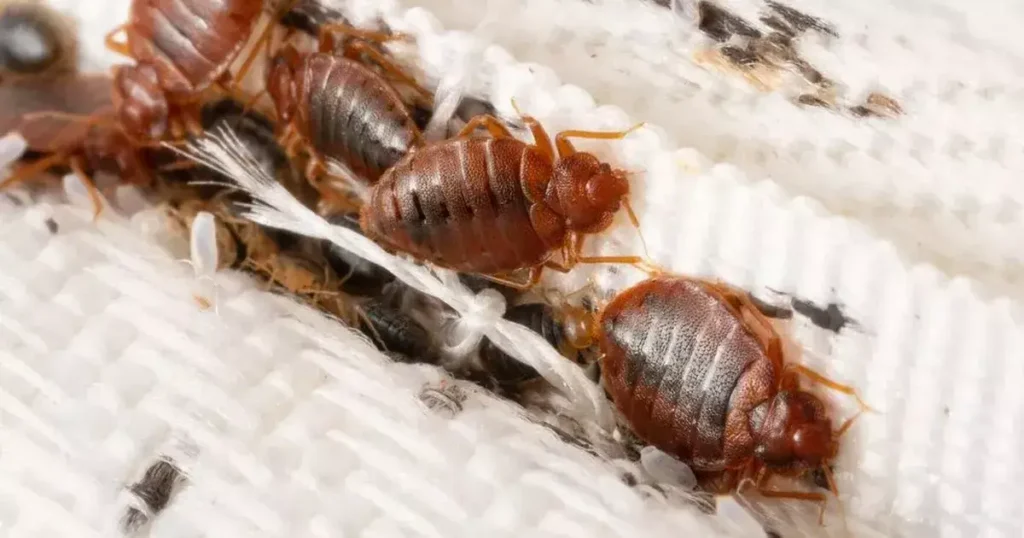 How to Identify a Bed Bug Infestation?