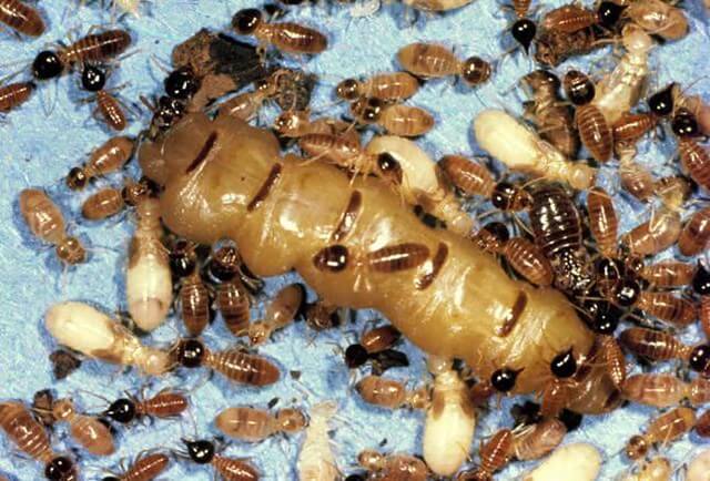 How to Identify a Termite Infestatio?