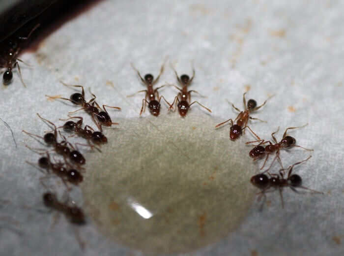 How to Keep Sugar Ants Away for Good?