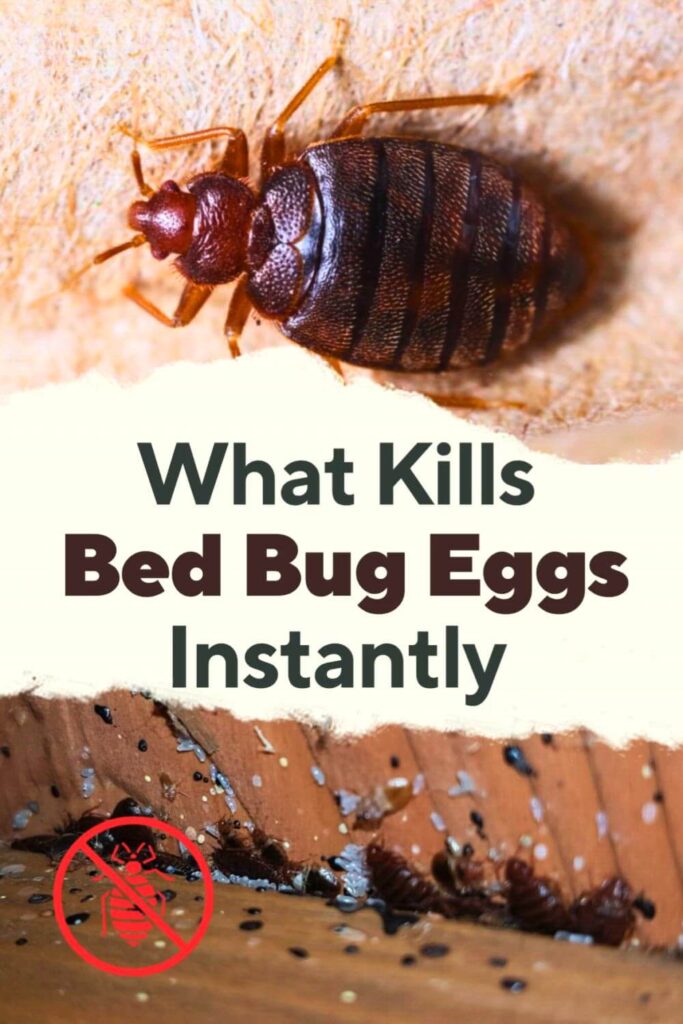 How to Kill Bed Bugs Instantly at Home