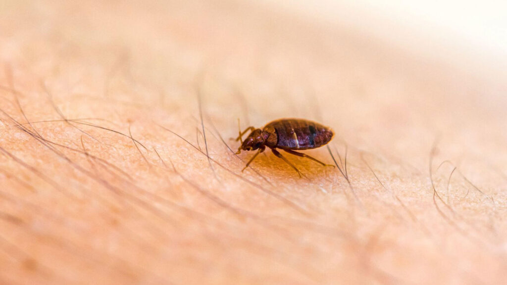 How to Prevent Bed Bug Bites While Sleeping? Pest Control Guides