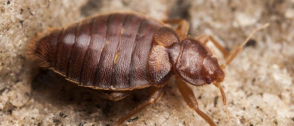How to Prevent Bed Bugs in the House in the House