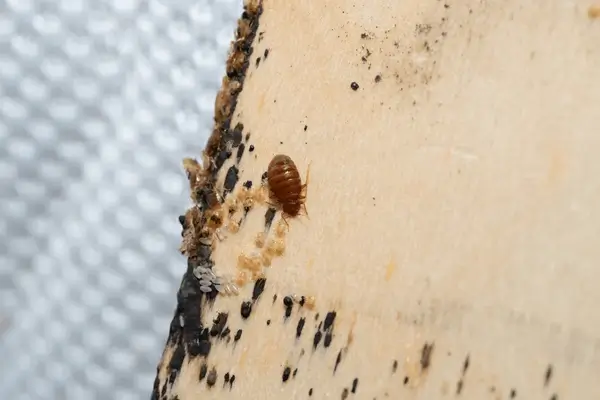 How to Prevent Bed Bugs in the House?