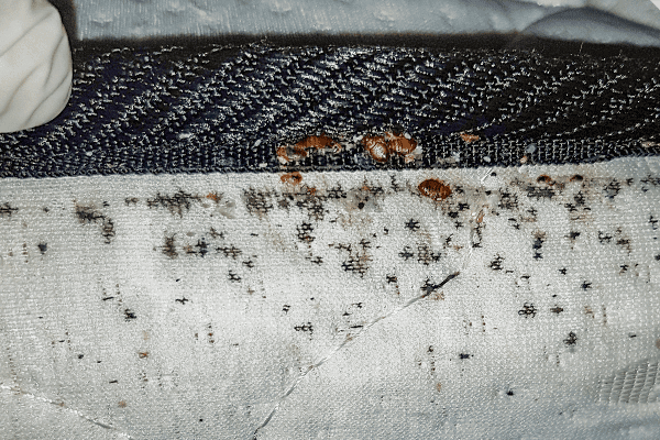 How to Prevent Bed Bugs?