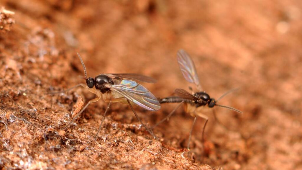 How to Prevent Gnats in the Future?
