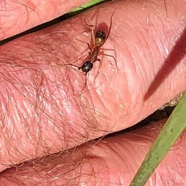 How to Prevent Sugar Ant Bites?