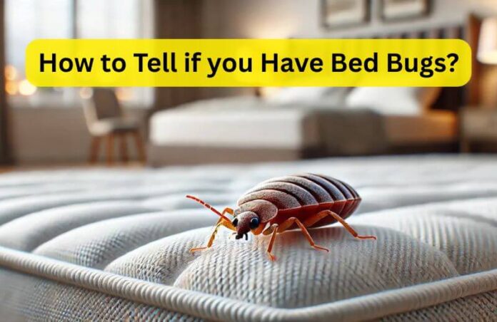 How to Tell if you Have Bed Bugs in Your House? Pest Control Guides