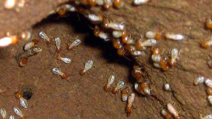 How to Treat Baby Termites Effectively