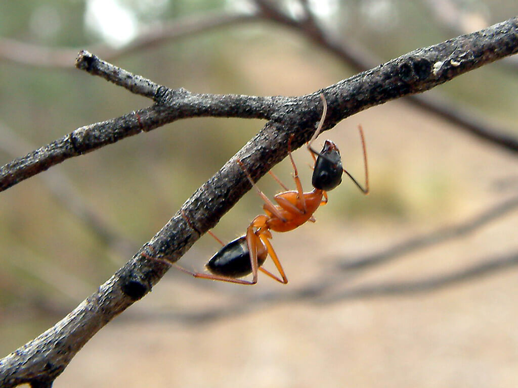 How to Prevent Sugar Ant Bites?