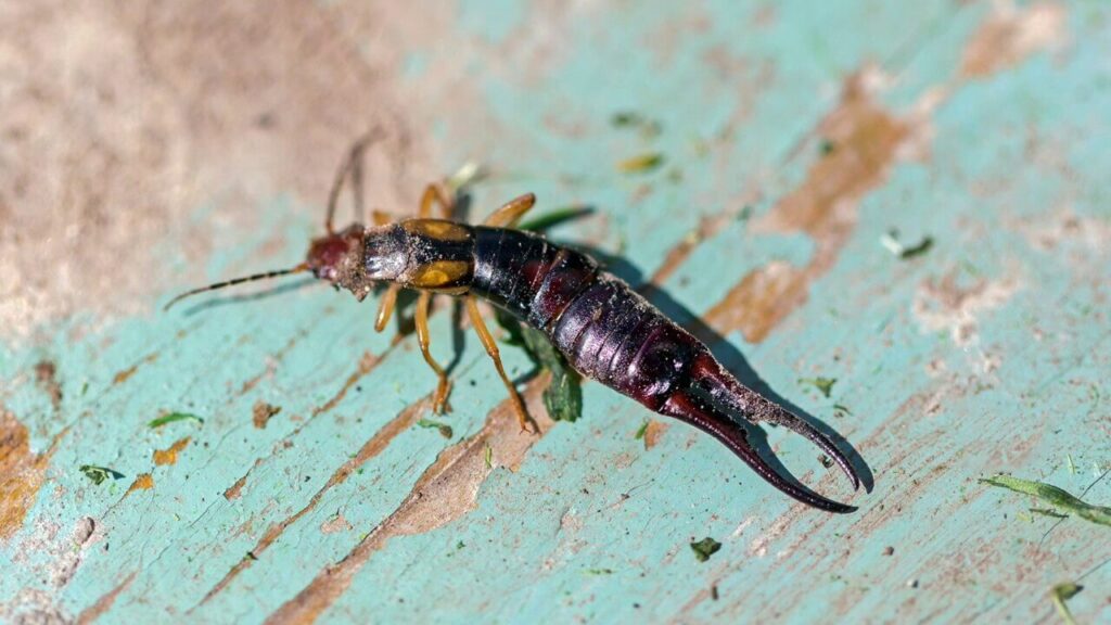 How to Treat an Earwig Problem?