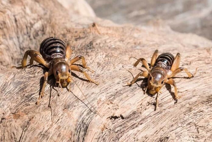 Jerusalem Cricket Bite (Potato Bug Bite): How to Identify & Treatment Instructions