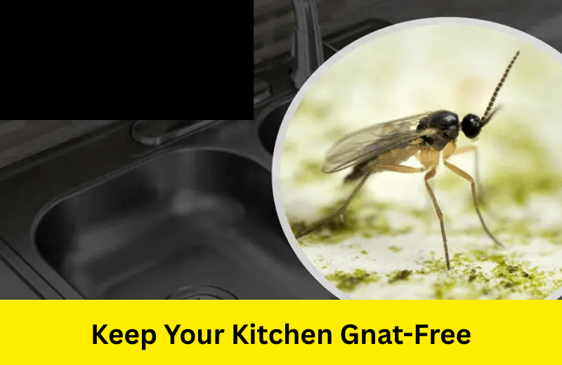Keep Your Kitchen Gnat-Free?