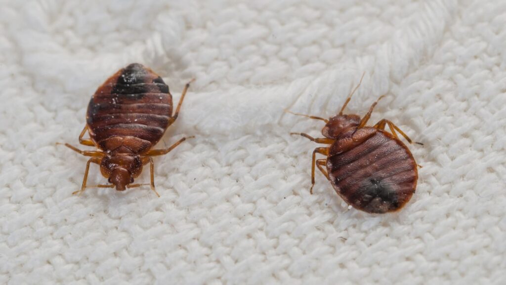 Most Effective Bed Bug Treatment Options?