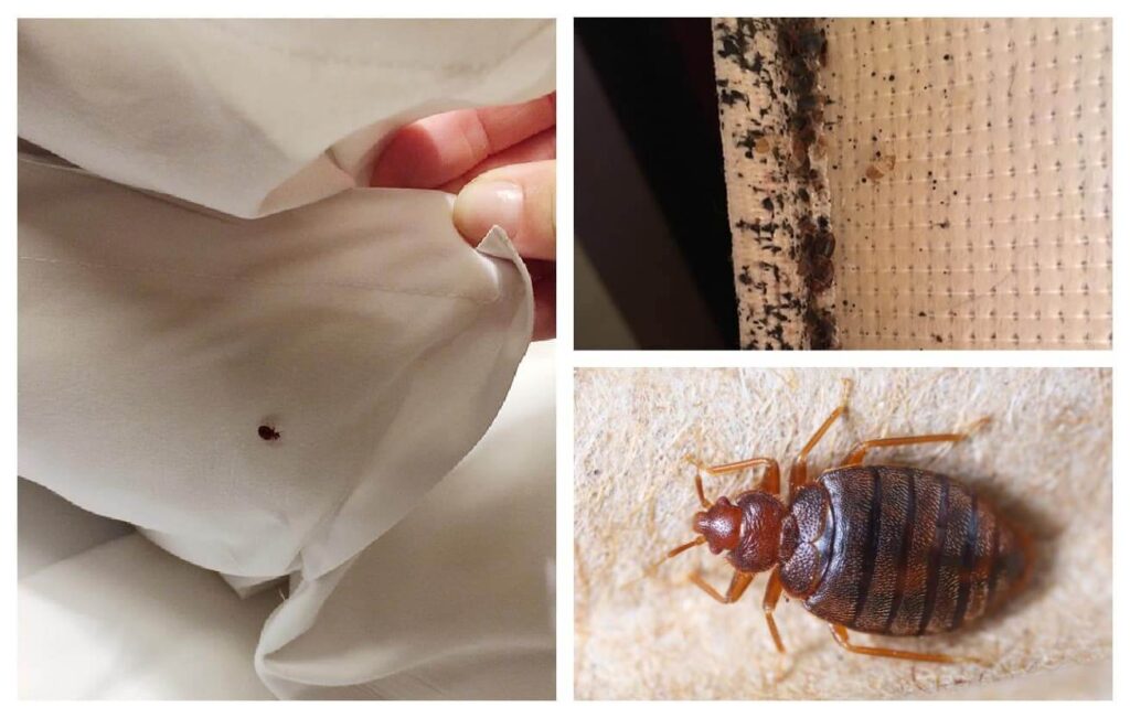 Natural Remedies for Bed Bugs?