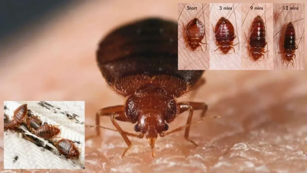 Natural Ways to Get Rid of Bed Bugs Permanently