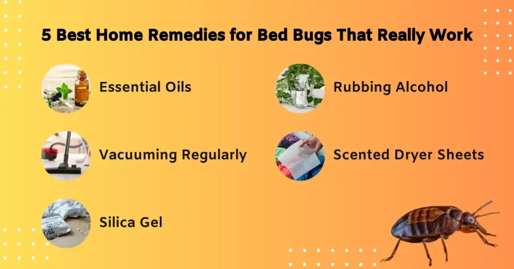 Permanent Bed Bug Solutions?