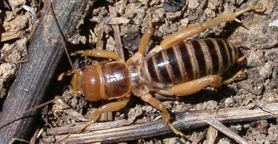 What Is a Jerusalem Cricket? Potato Bug Bite?