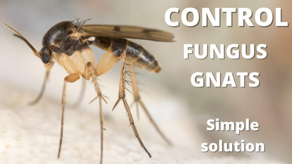 Prevent Future Infestations of Gnats