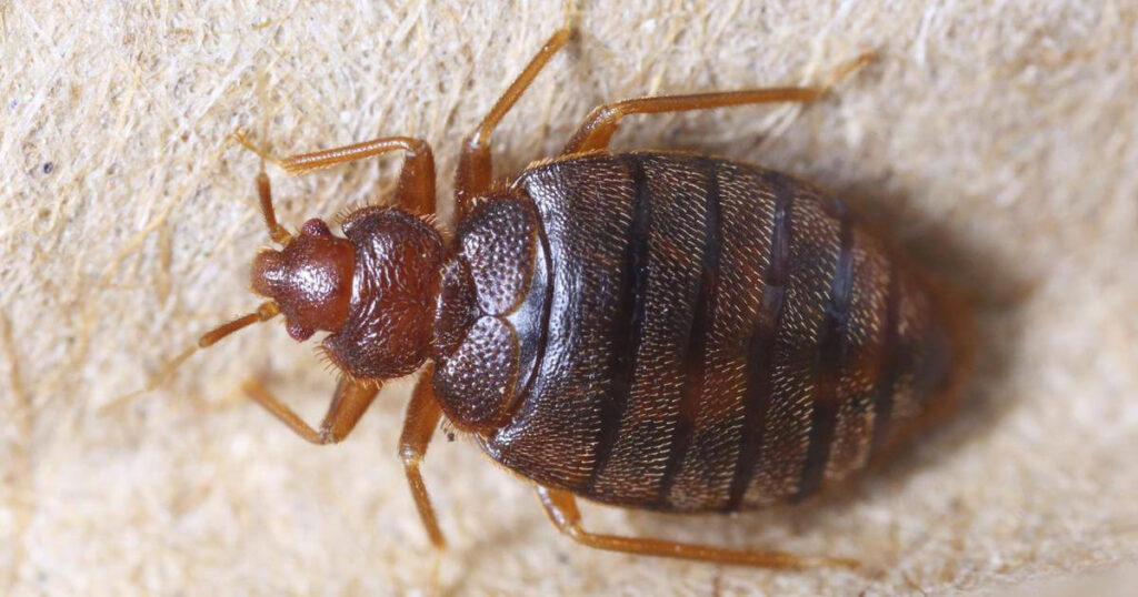 Signs of Bed Bugs in Your House? Pest Control Guides
