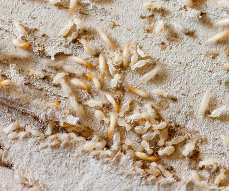 Signs of Termite Activity?