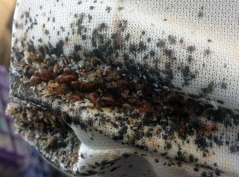 Signs of a Bed Bug Infestation?
