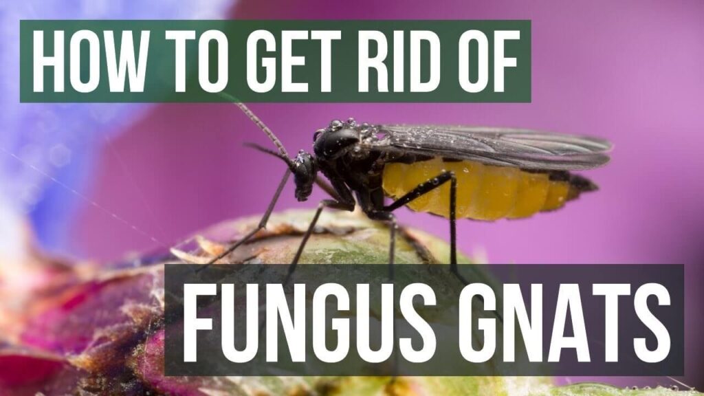 Target Fungus Gnat Larvae